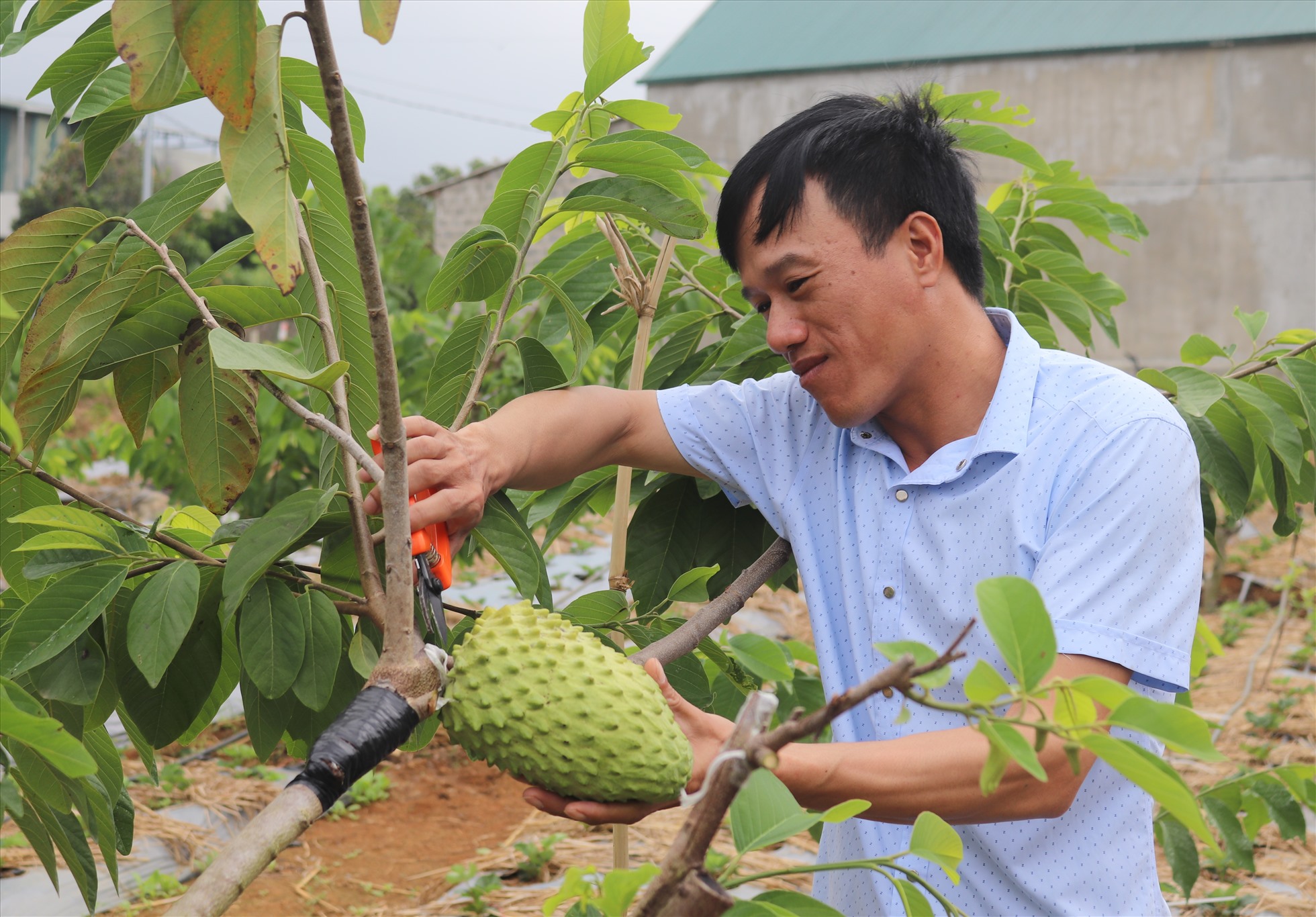 Cây giống na dai thái ( mãng cầu na thái)