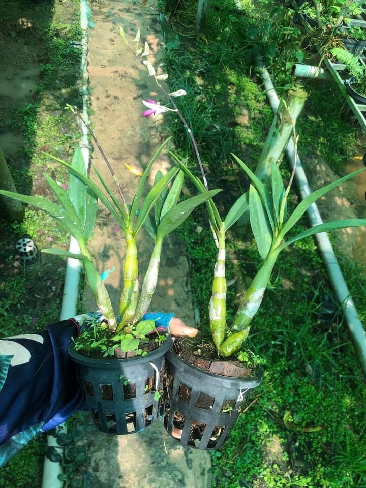 Hoa lan denro tre hồng thơm