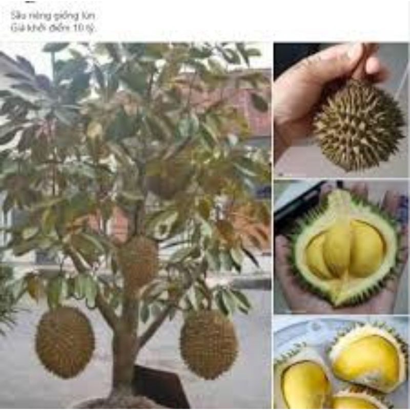 CÂY GIỐNG SẦU RIÊNG LÙN SIÊU SỚM (giao nhanh chóng hài lòng)