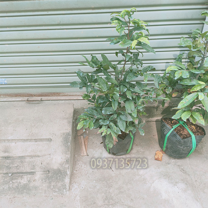 [HCM]cây mai vàng [ mai giảo ] -từ 6-12 cánh