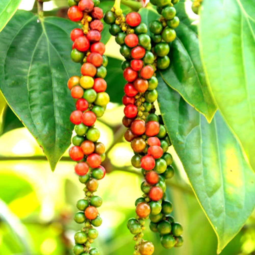 Tiêu Sọ Xay Ông Chà Và 50g