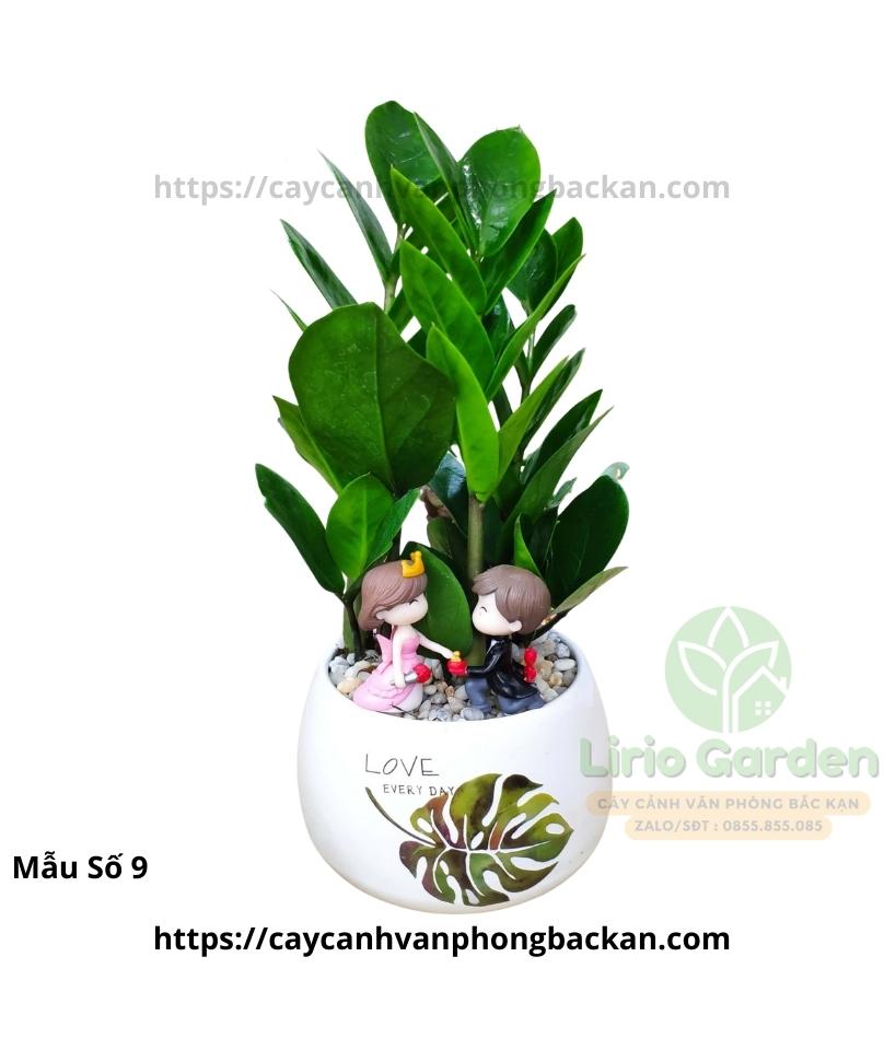 [ Quà Tặng Kèm ] Cây kim tiền