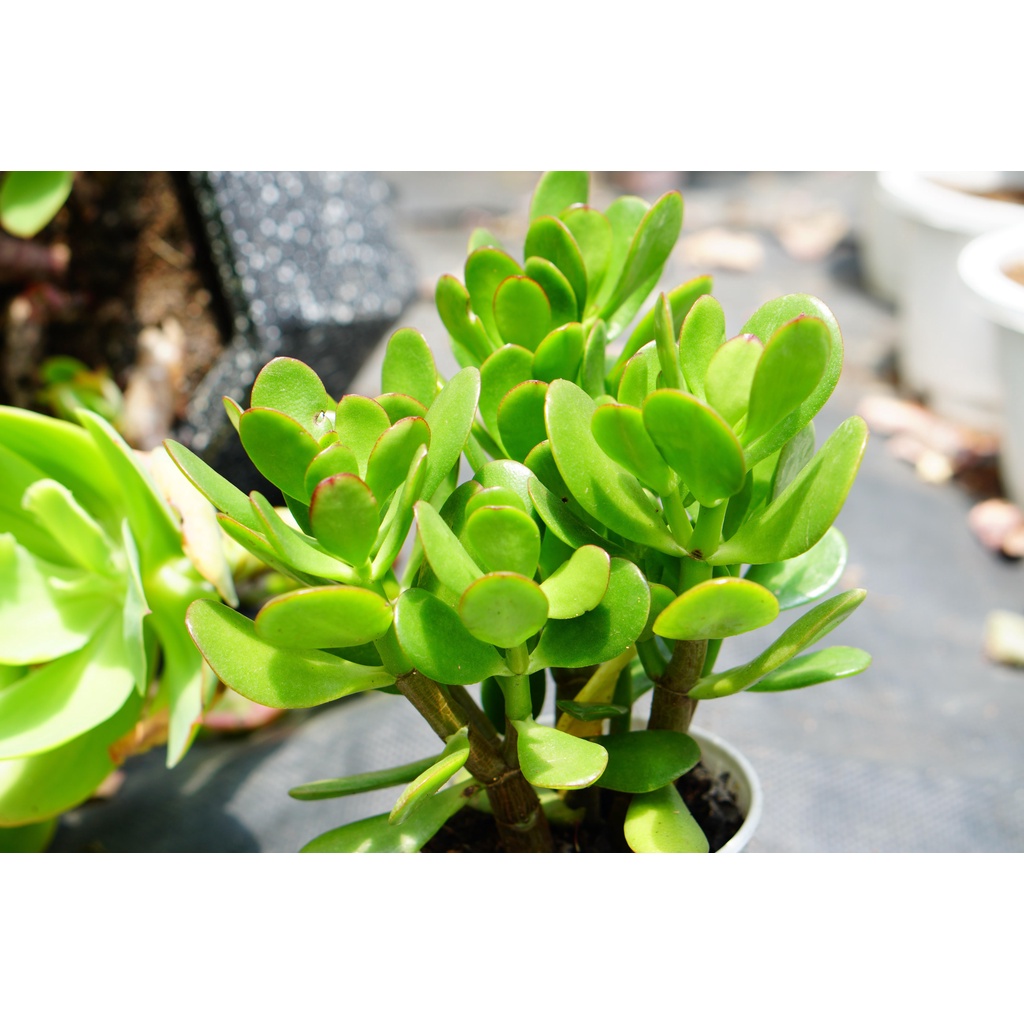 SEN ĐÁ THẠCH BÍCH 12CM - LỖI 1 ĐỔI 1