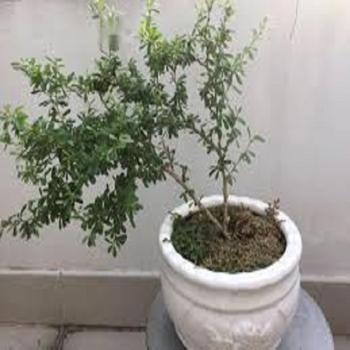 Linh sam bông trắng