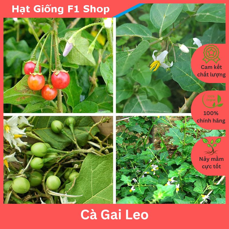 Hạt Giống Cà Gai Leo Dược Liệu (274.F1)