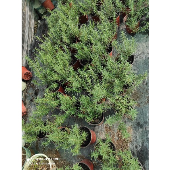 cây hương thảo (rosemary)