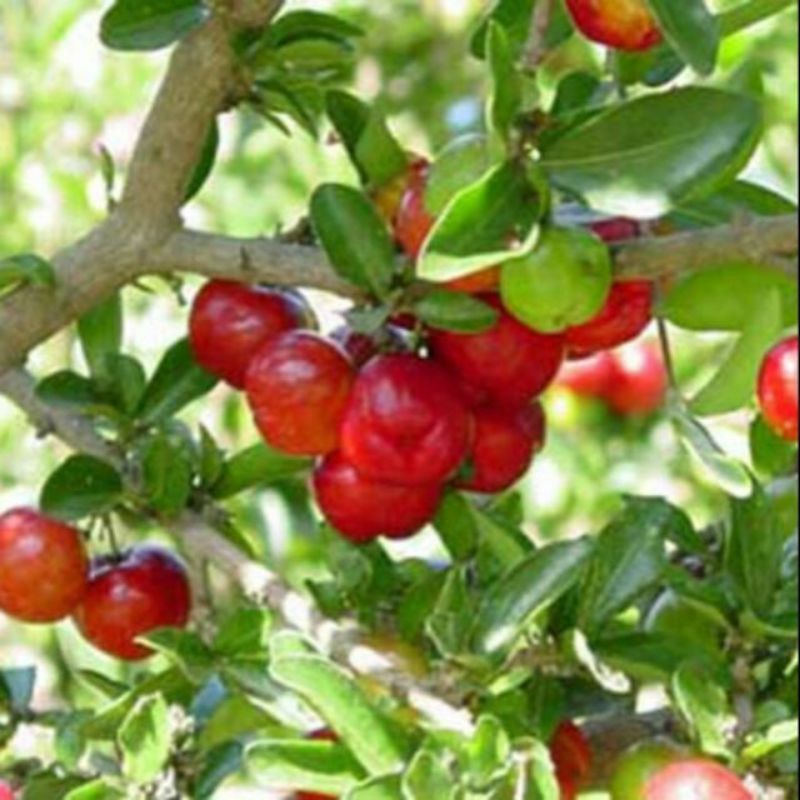 1kg Mứt sơri loại ngon