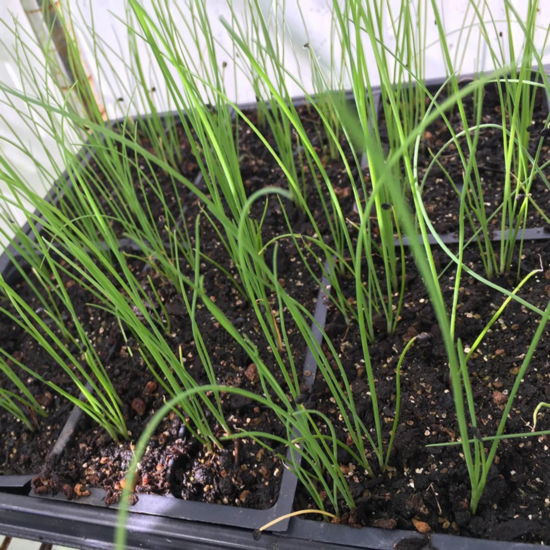 1g Hạt giống Hẹ