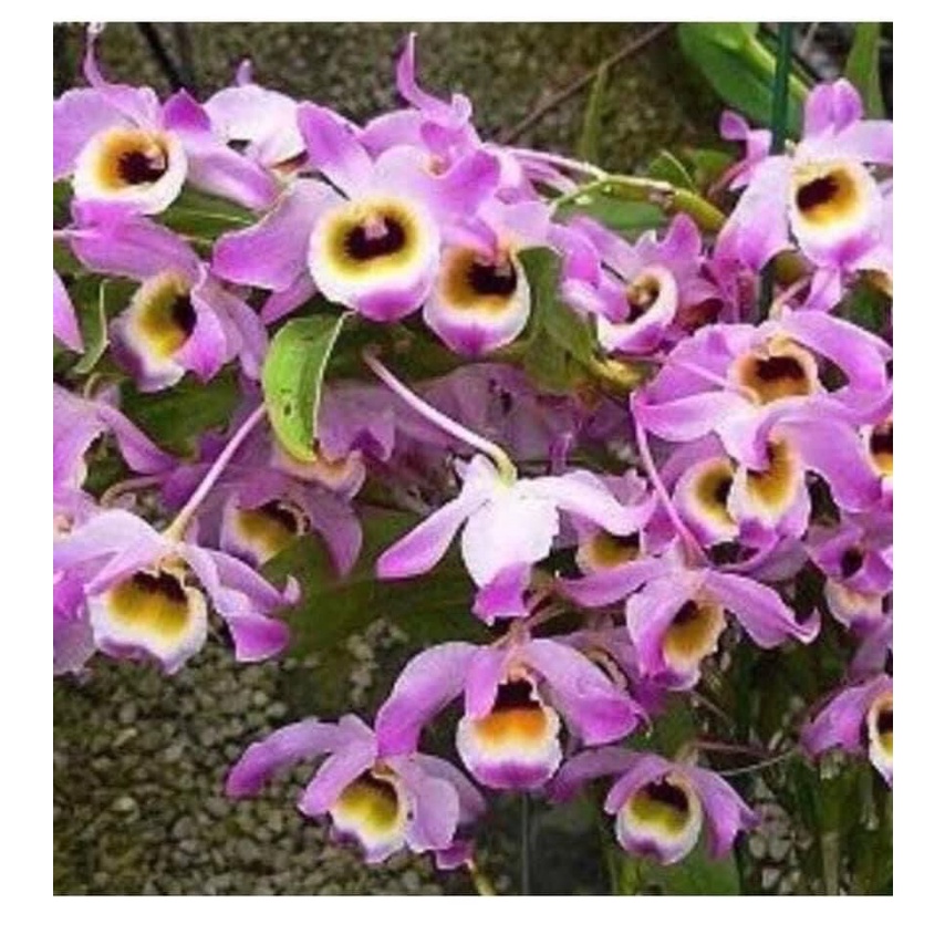 Hoa Lan  chuỗi ngọc(1 bó)