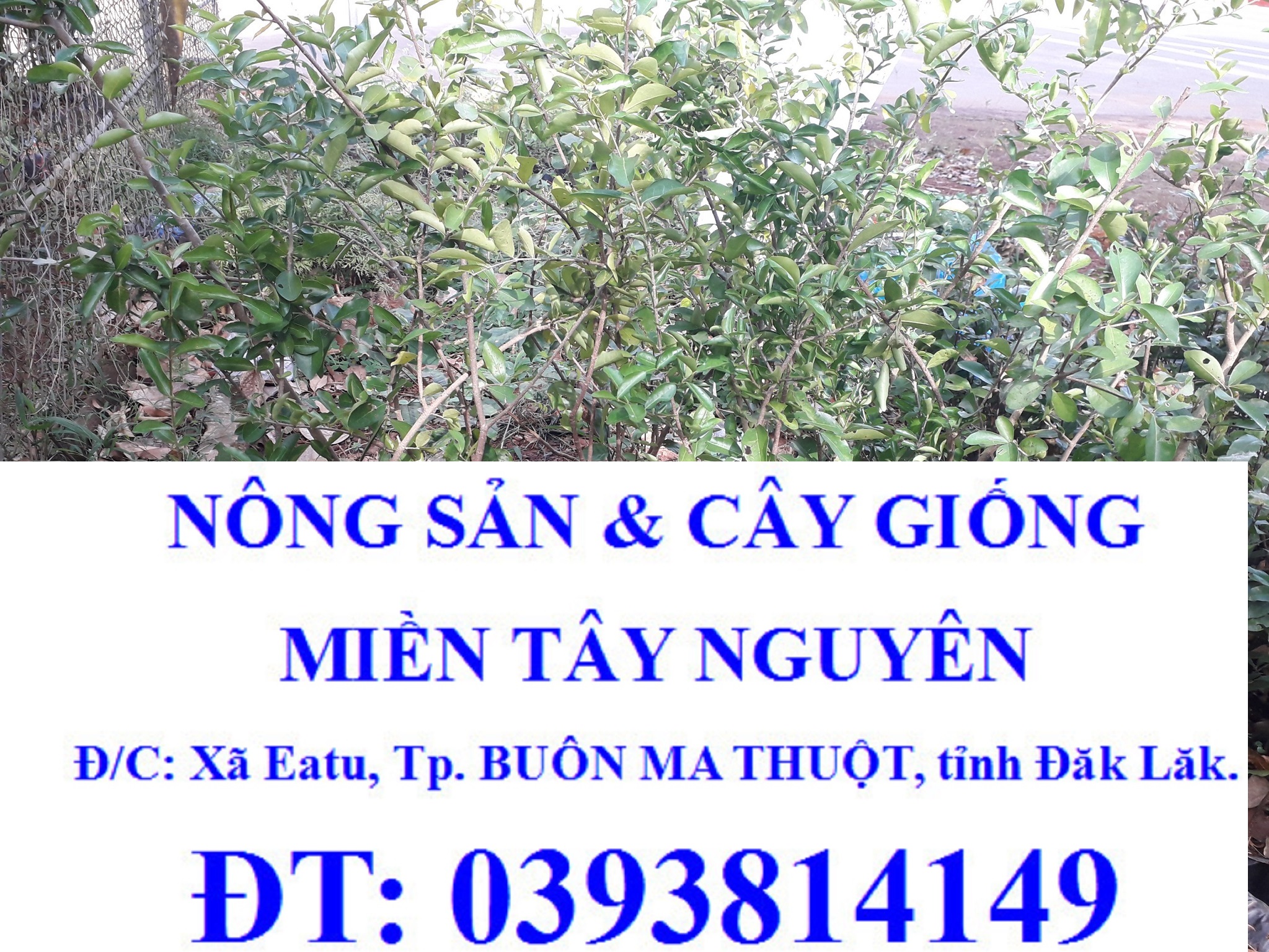 CÂY GIỐNG SƠ RI NGỌT THÁI LAN [ CÂY ĐẸP ĐÃ TRƯỞNG THÀNH BẦU TO, CAO HƠN 1M NHƯ HÌNH  ] [ GHN Express ]