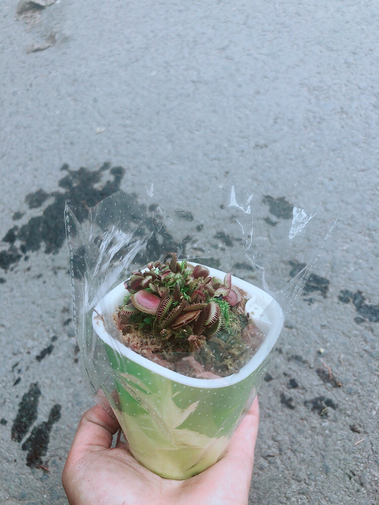 Cây Bẫy Kẹp Kèm Chậu Tự Tưới