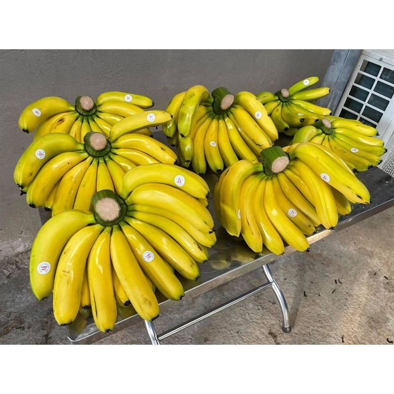 CÂY GIỐNG CHUỐI LABA [ giống cấy mô cho quả sớm ].