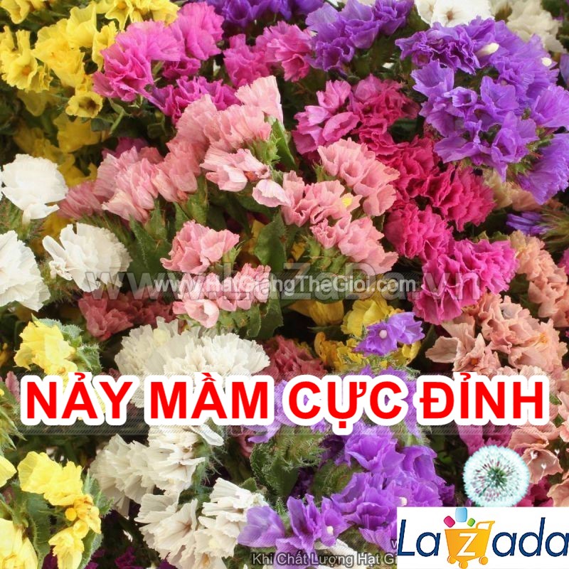 50h Hạt Giống Hoa Salem Mix Màu (TL| -KD: B36*V44*M181)