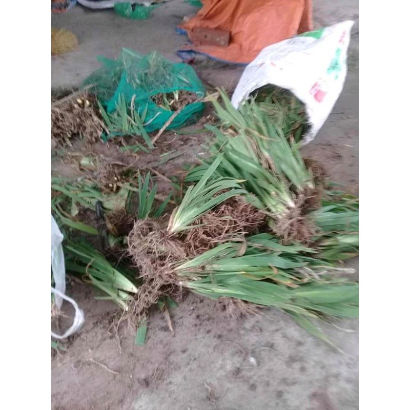 Xả Hàng - Xạ can (rẻ quạt) tươi,