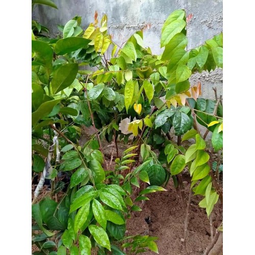 (Cây ăn quả) khế ngọt+ tặng ( 0,5kg) phân thỏ hữu cơ