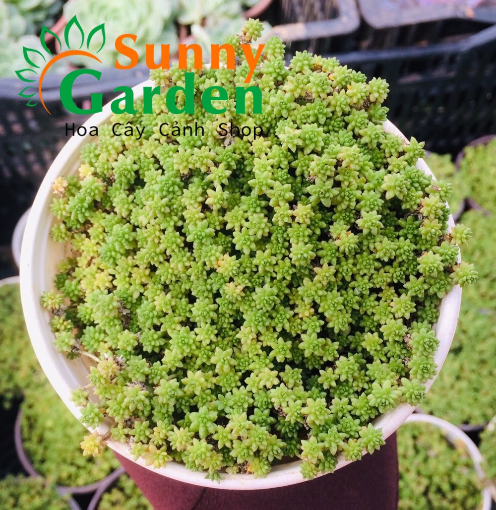 Sen Đá Sedum Cơm Vàng, Xanh - Chậu Trung