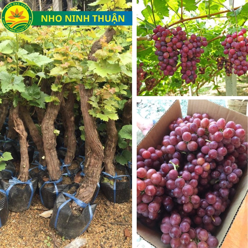 Cây giống nho ngón tay, giống cây ăn quả nhập ngoại, cây giống cao 30cm, giống khỏe đã được thuần chùng dễ trồng