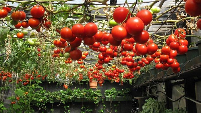 Bộ 2 gói hạt giống cà chua bạch tuộc - kèm gói kích mầm hạt