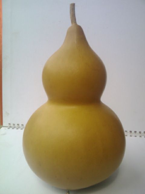 Quả bầu hồ lô to 20-24cm