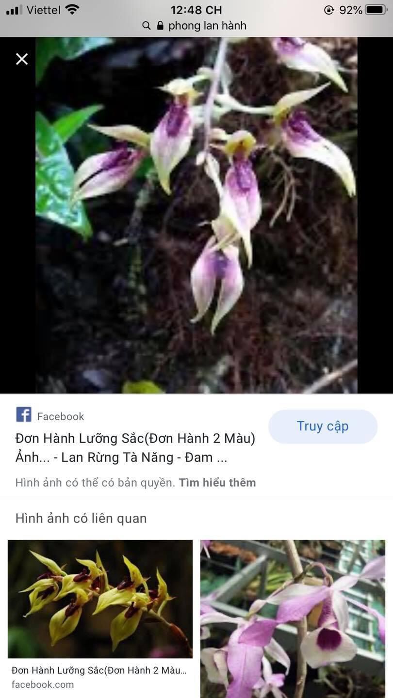 Hoa Lan đơn hành(1 khóm)