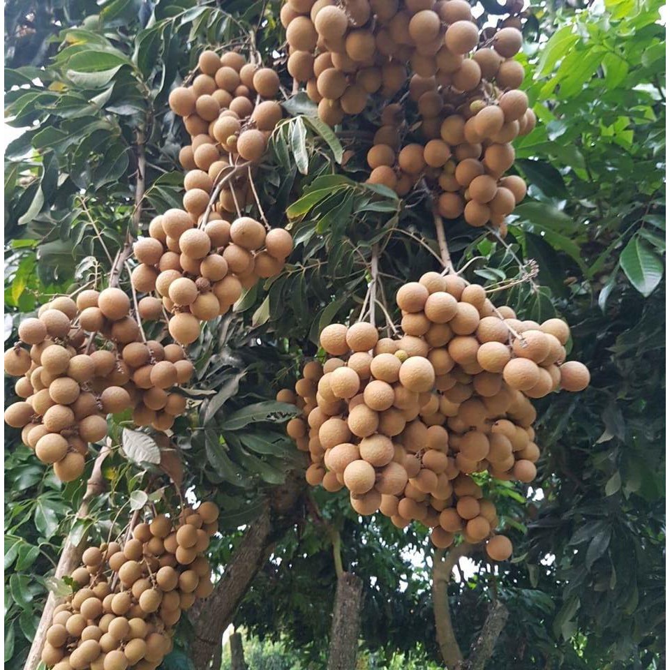 CÂY GIỐNG NHÃN LỒNG MUỘN SIÊU NGON SIÊU QUẢ