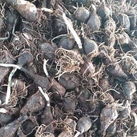 100 Củ Huệ mưa Siêu Hoa Đẹp