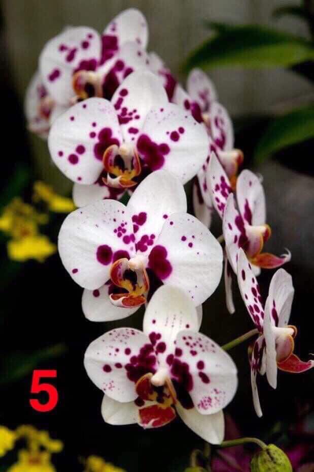hồ điệp đại