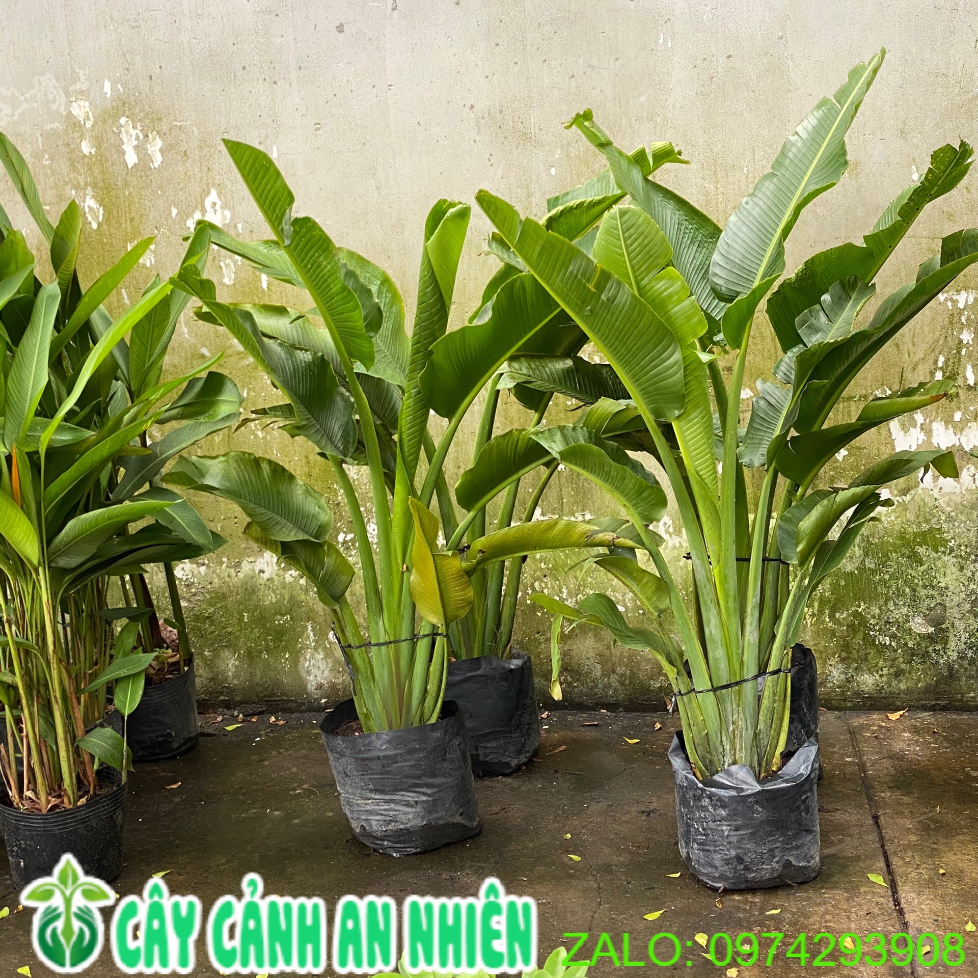Cây chuối rẻ quạt cao trên 1m