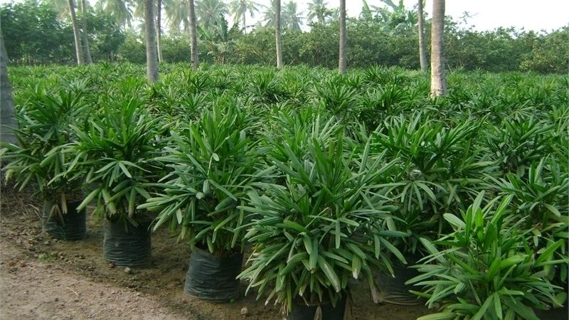 1 bụi trúc mây cây to đẹp