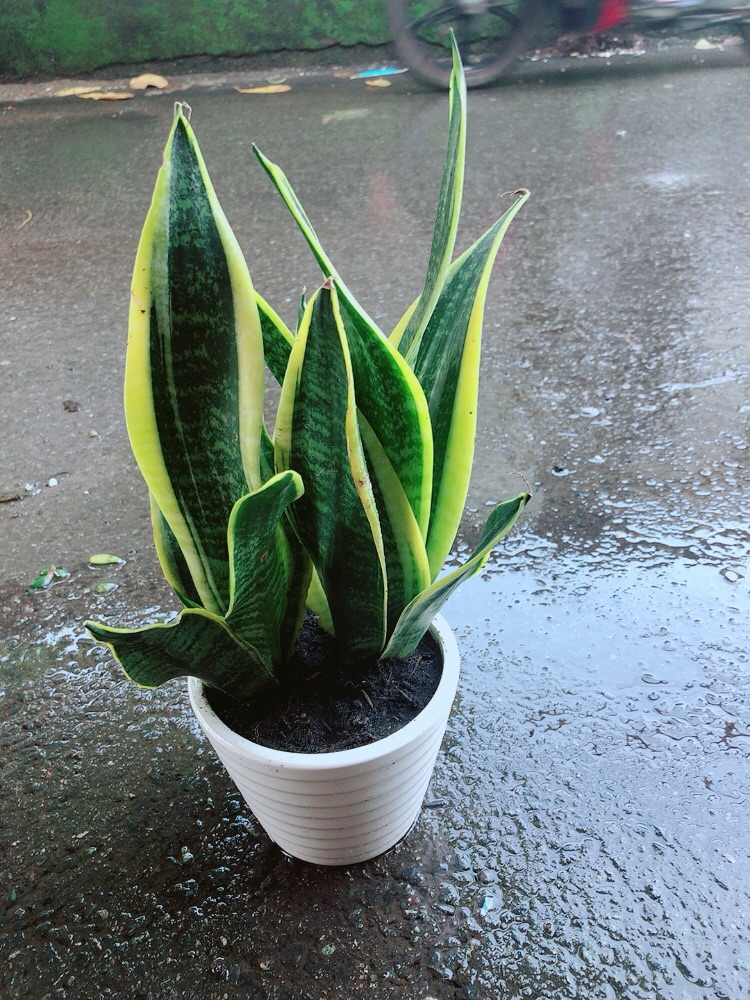 Chậu Lưỡi Hổ Cao