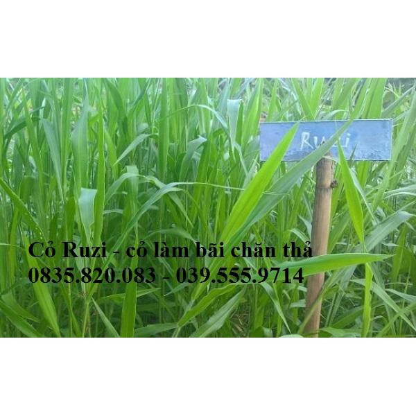 Hạt giống cỏ Ruzi - Cỏ chịu dẫm đạp (gói 100g)