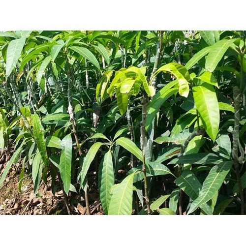 [ Xả - Cắt Lỗ] Cây Xoài Thái