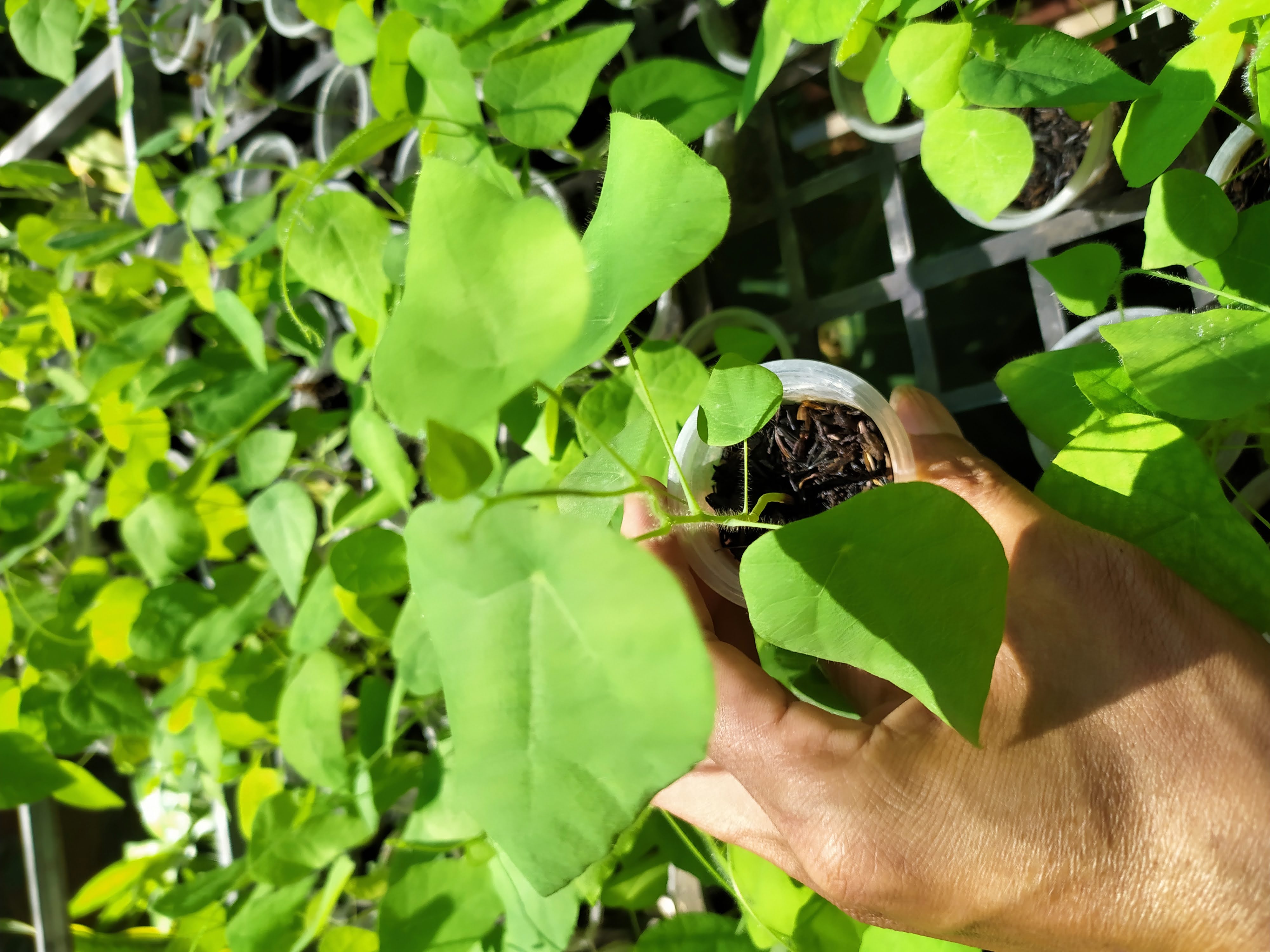 Combo of 10 forest ginseng plants (feather ginseng) sowing