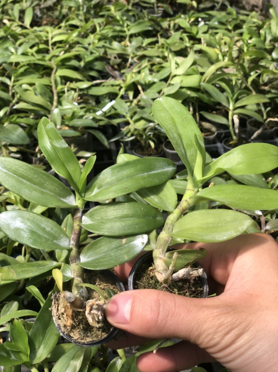 Trầm giống siêu đỏ bộ 3 cốc
