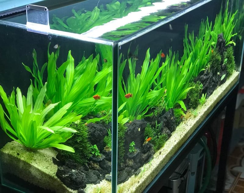 Phân tan chậm thủy canh (24 viên/ gói) GIÁ TỐT