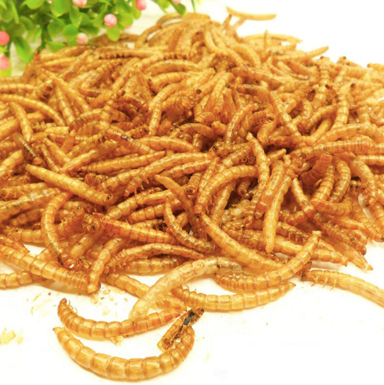 Thức Ăn Vặt Cho Hamster – Sâu Khô