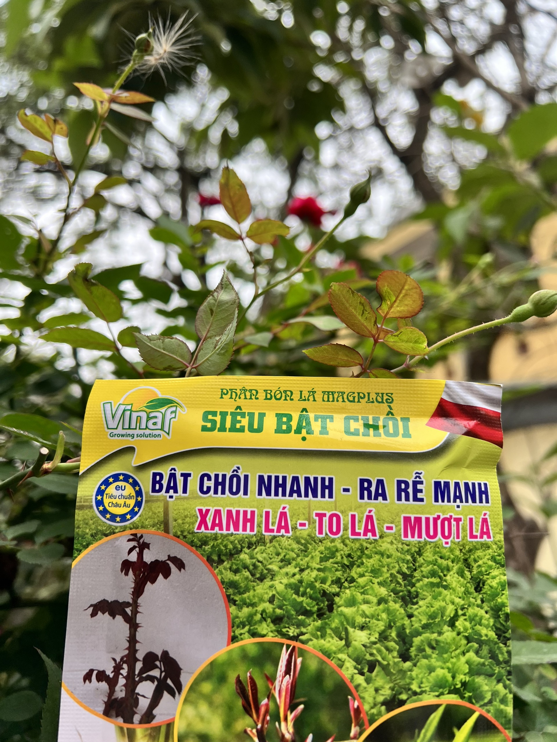 Siêu bật chồi, bật mầm, kích rễ giúp cây ra mầm nhanh, nhiều rễ, xanh lá