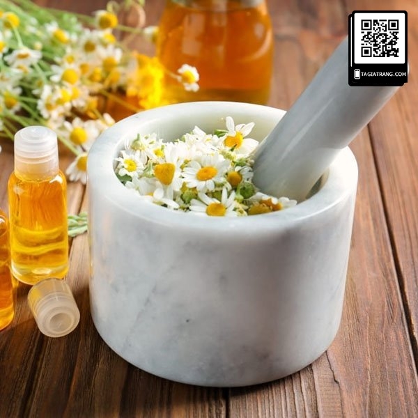 Hạt giống hoa cúc họa mi