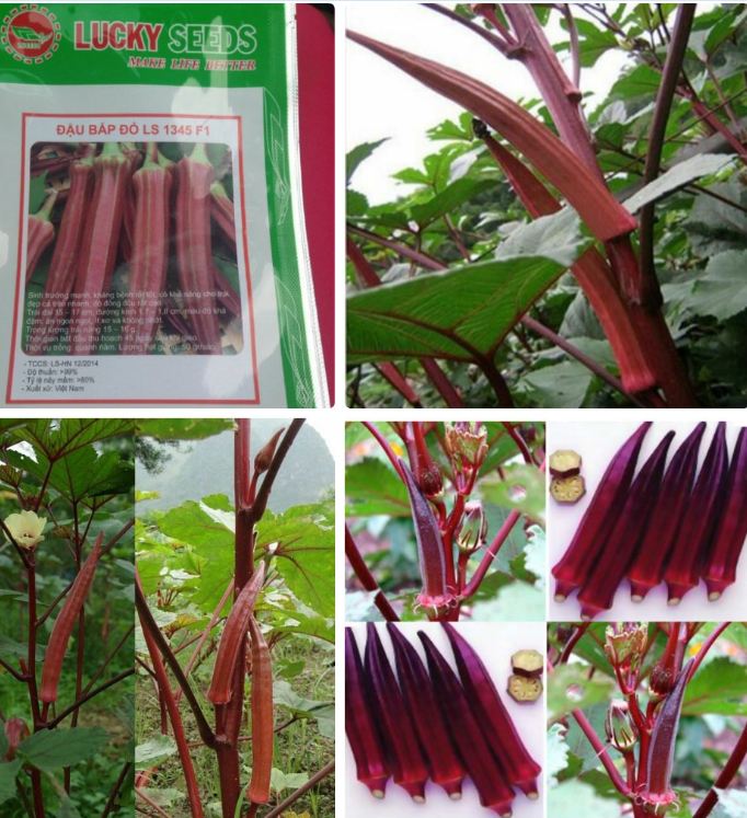 Hạt giống Đậu Bắp Đỏ Cao Sản - Gói 5gram