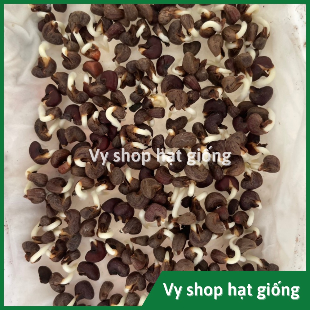 Hạt giống bụp giấm (atiso đỏ) gói 230 hạt