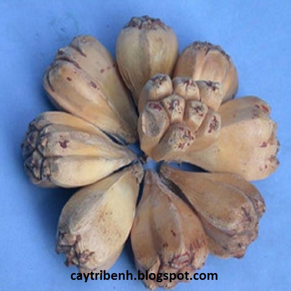 Trái dứa gai khô ( trái dứa dại) phơi khô 1000g