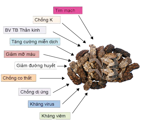 [Hàng công ty chất lượng cao] Trái nhàu sấy khô Túi lớn loại 500gram - Thảo Dược Tấn Phát