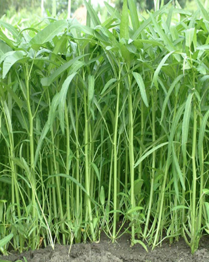 Gói 100gr Hạt Giống Rau Muống Lá Tre