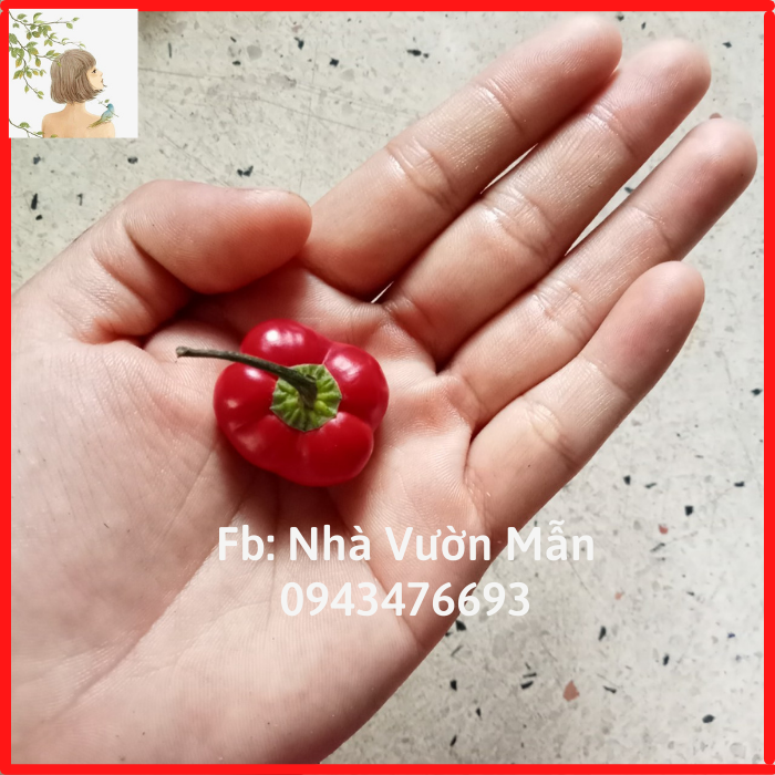 5 Hạt Ớt Pumpkim
