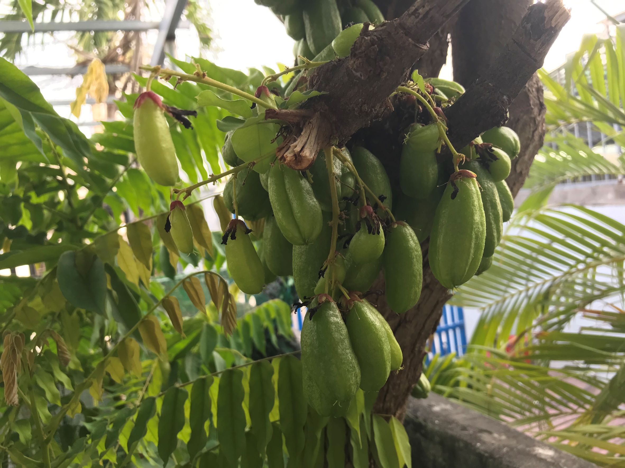 Hạt giống cây Khế tàu (Bilimbi)
