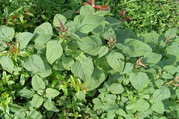 Hạt giống rau dền cơm 10gr