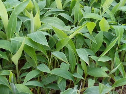 CÂY GIỐNG CHUỐI TIÊU HỒNG