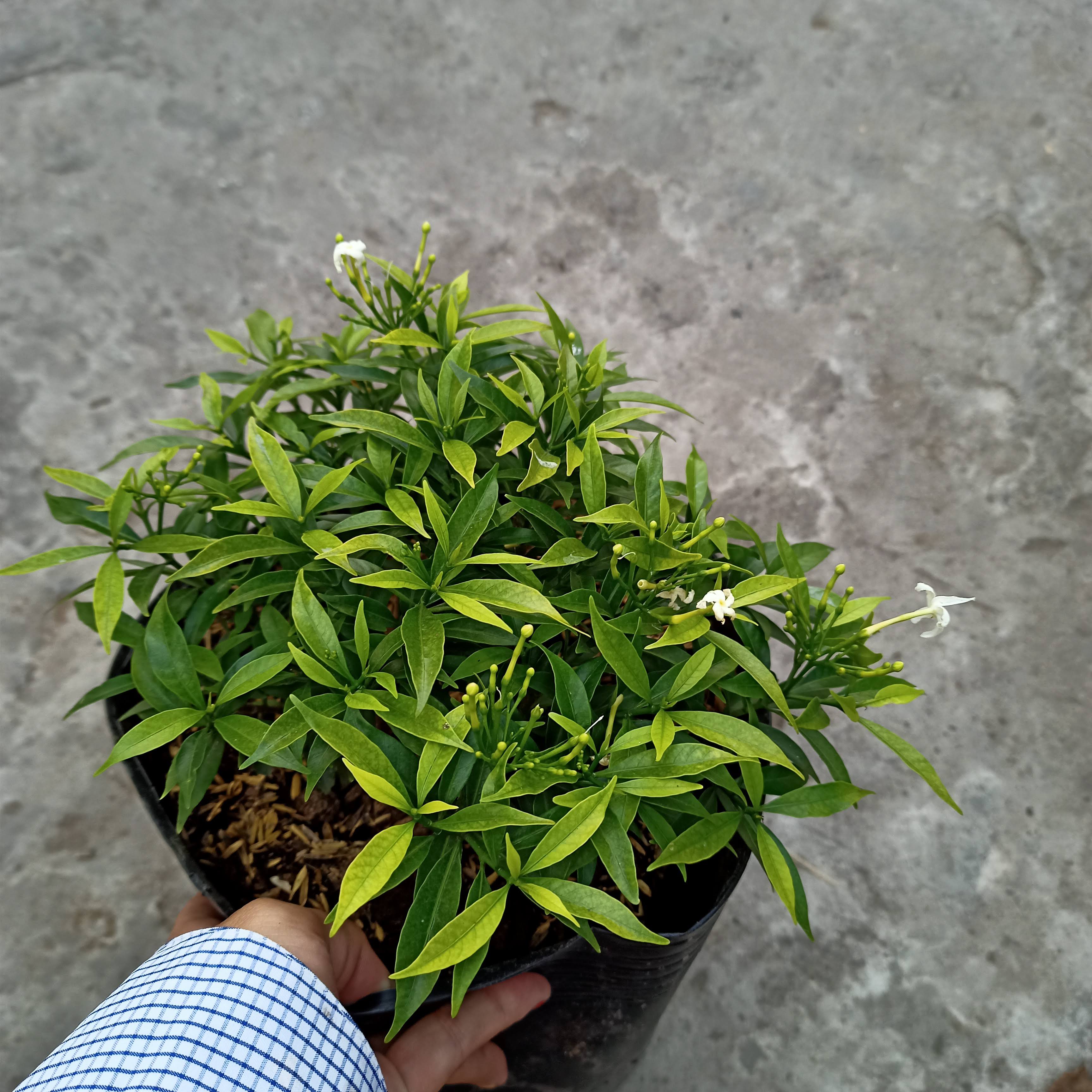 Cây mai vạn phúc, mai tiểu thư - Summer Garden