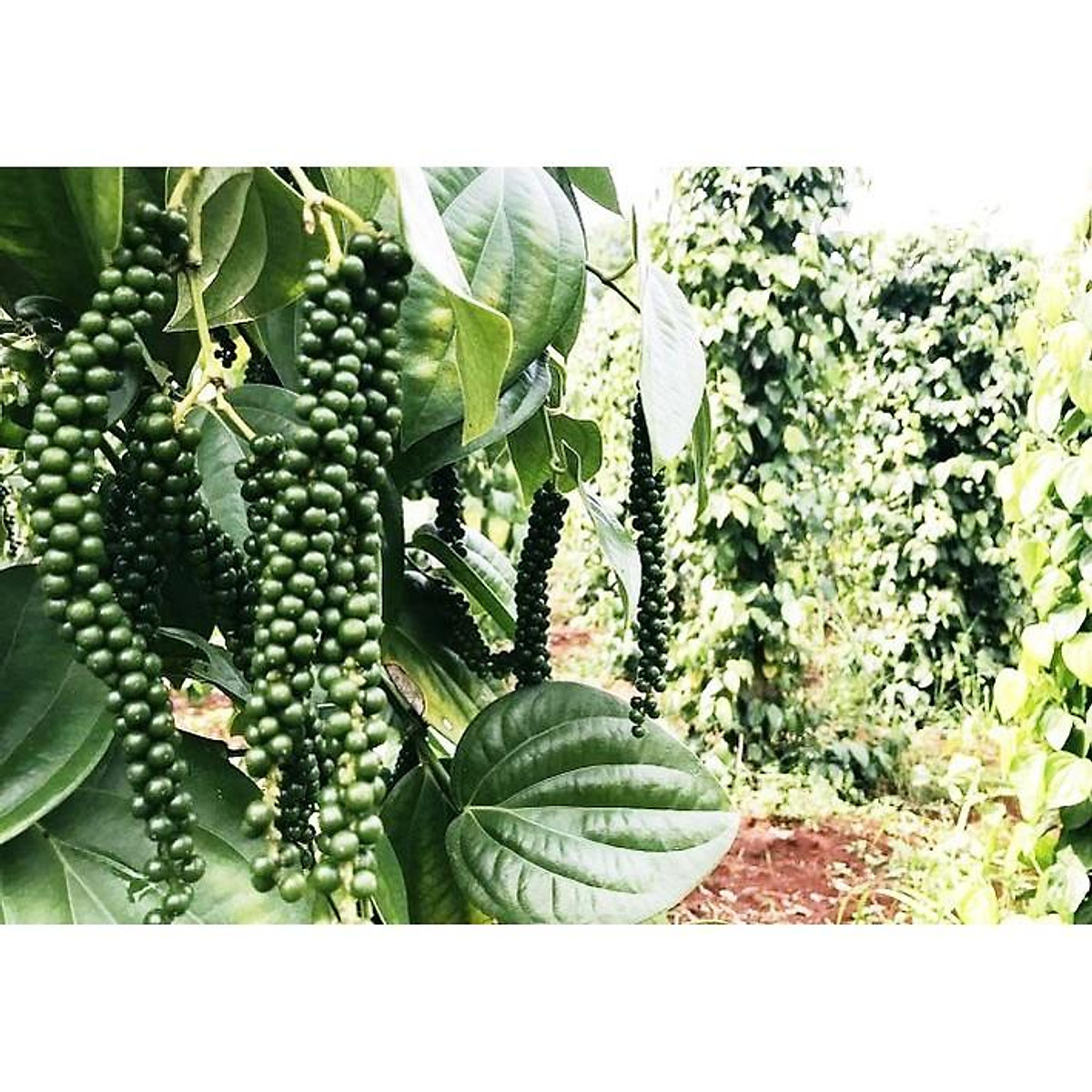 C0mbo 10 cây tiêu giống chuẩn ( BẦU TO, DÂY DÀI NHƯ HÌNH ).