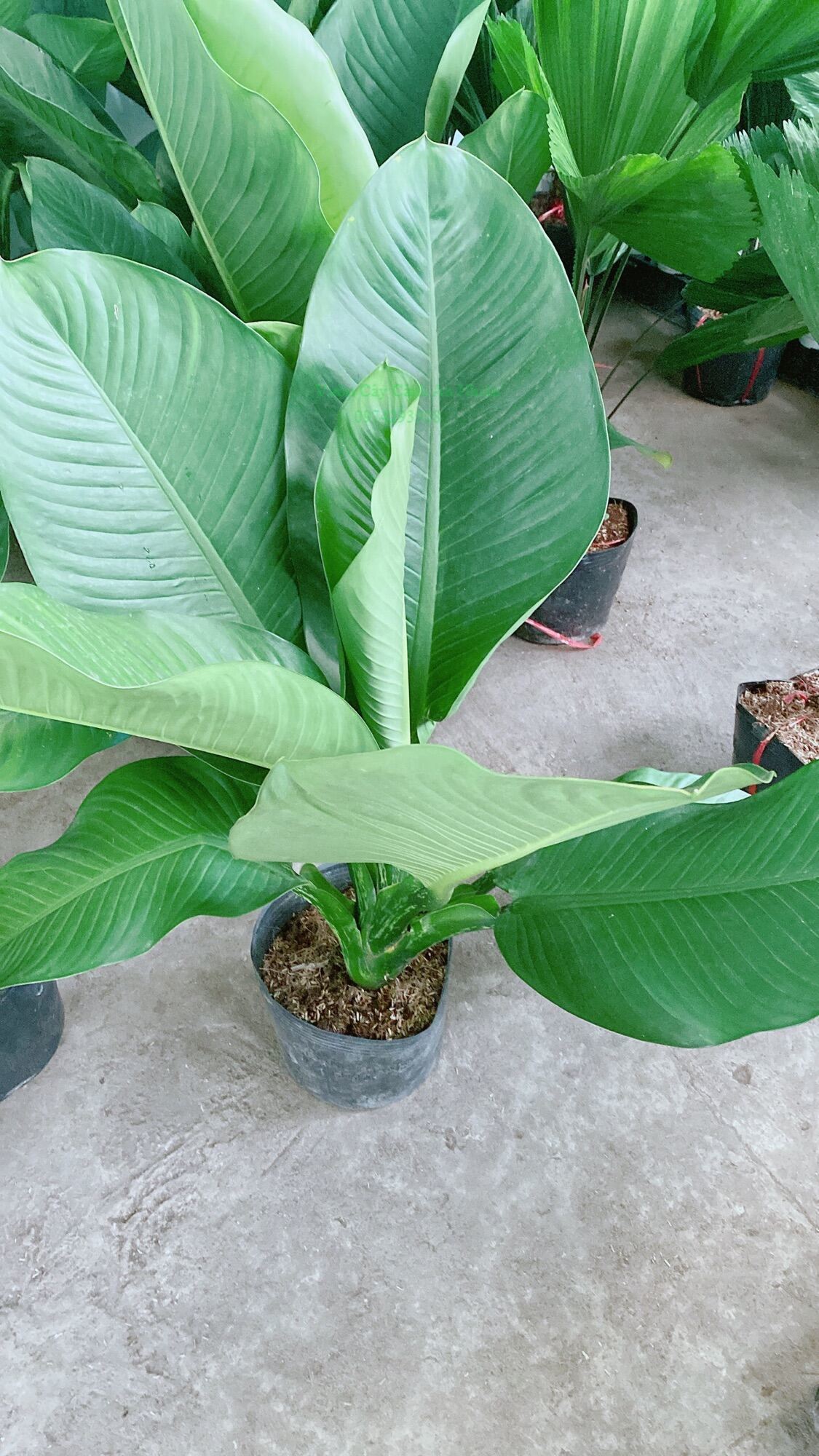 Cây Đại Phú Gia (chỉ giao hcm)